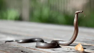 Viral Video: Deadly Snake Emerges From Toilet Seat | Internet Petrified